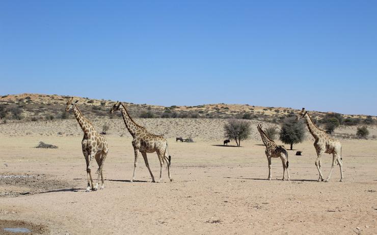 effective connections, namibie, voyage, afrique australe, afrique du sud, continent, tourisme, désert, animaux