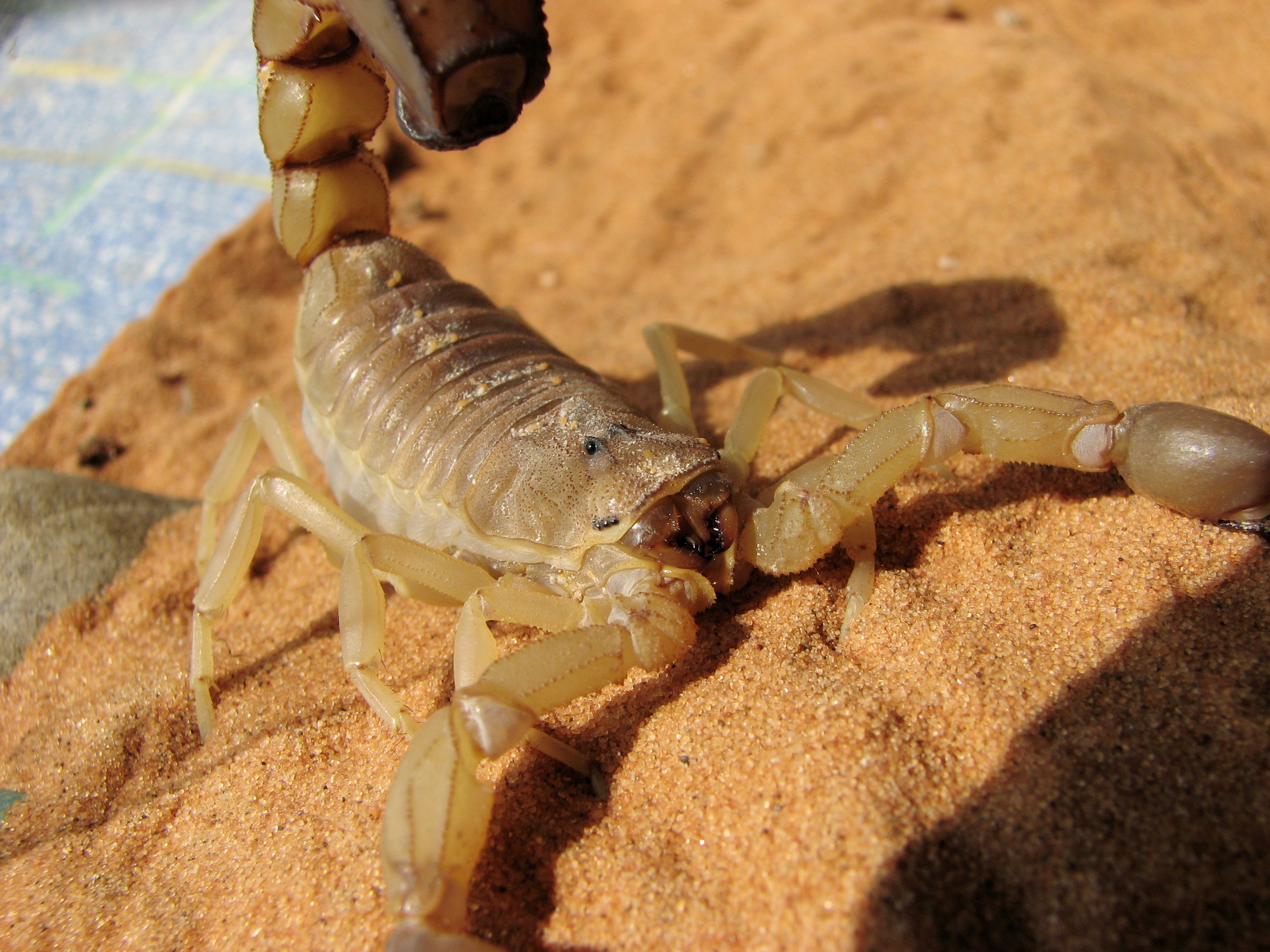 [Vidéo] 30.000 piqûres de scorpions et morsures de serpents par an au Maroc, que faire ?
