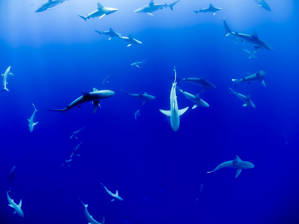 Quatre requins de grande taille ont été tués sur ordre des autorités australiennes