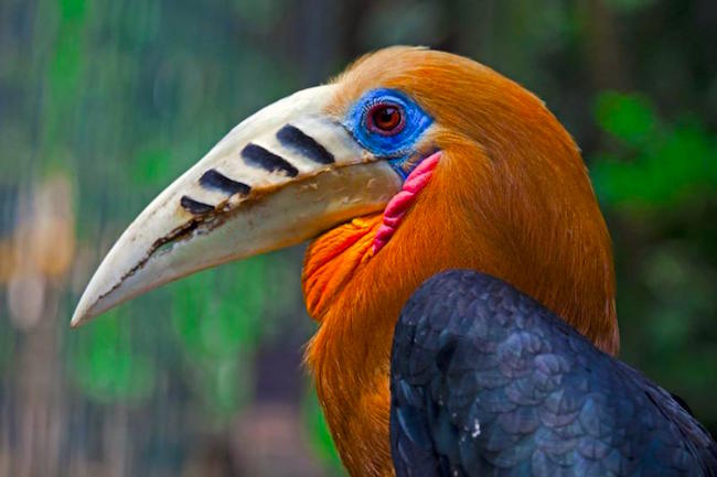 Décompte des oiseaux menacés en Birmanie