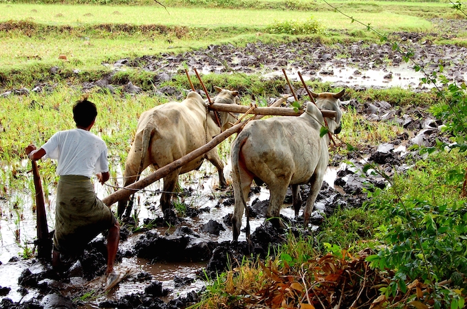 Farming,_Myanmar