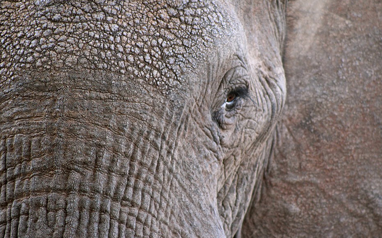 Moins de 2 000 éléphants survivent en Birmanie