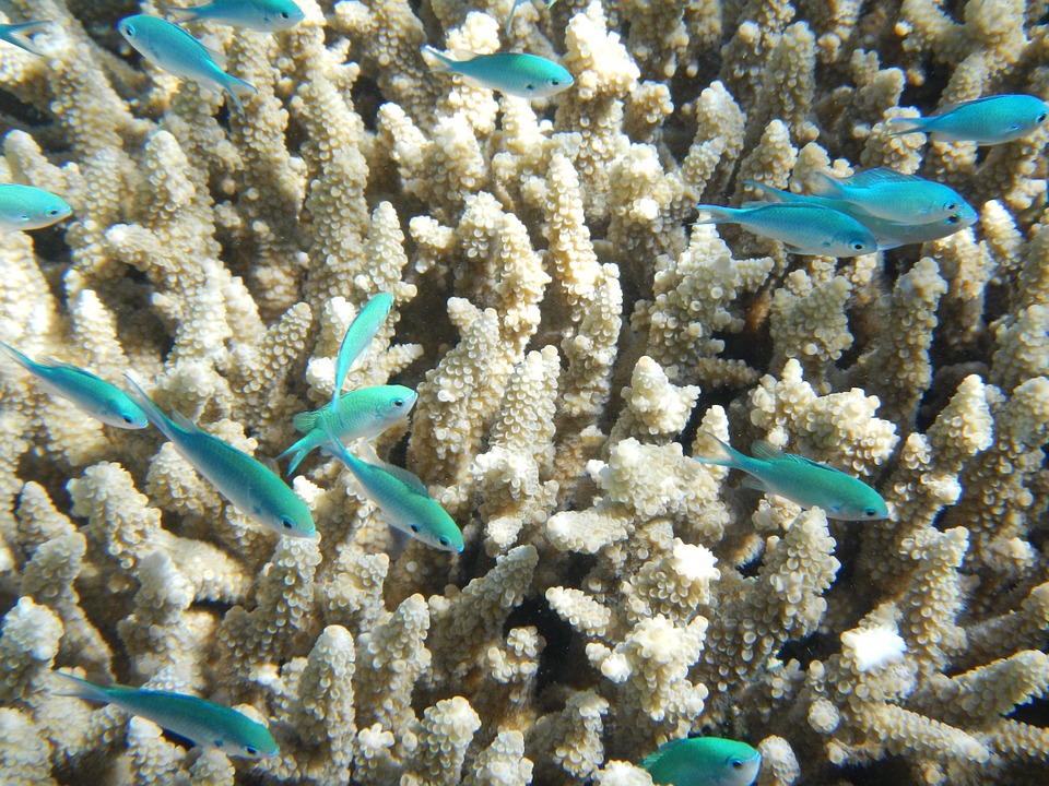 Great Barrier Reef Australia