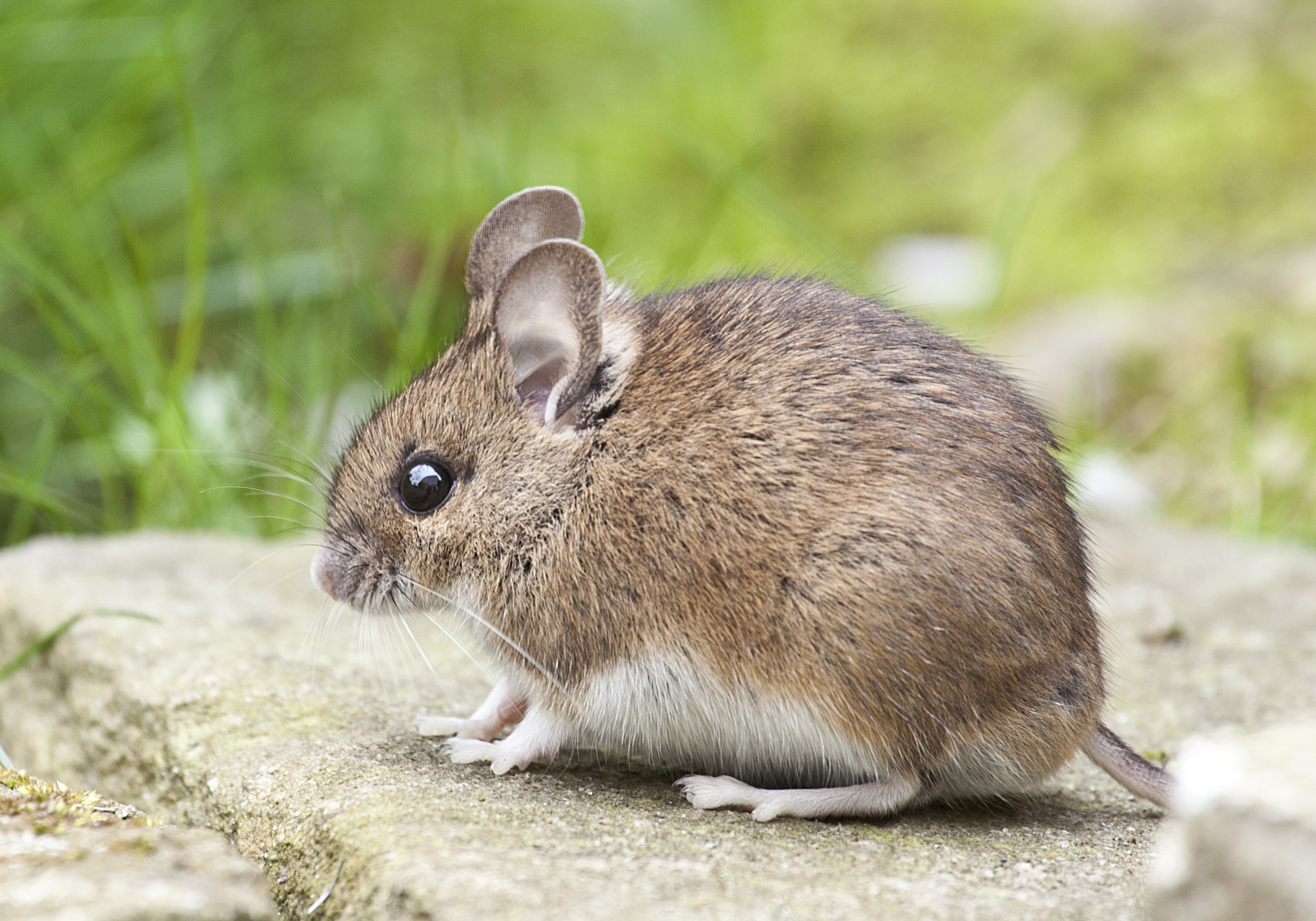 bettong du Nord rat kangourou WWF Extinction Disparition