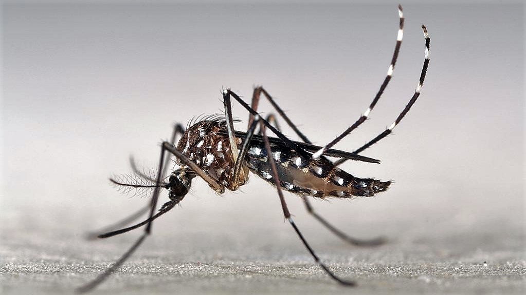 aedes_aegypti