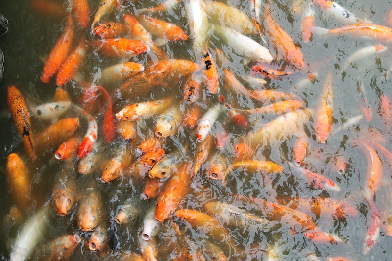 Dubai-EAU-bientôt-du-poisson-de-laboratoire-dans-nos-assiettes