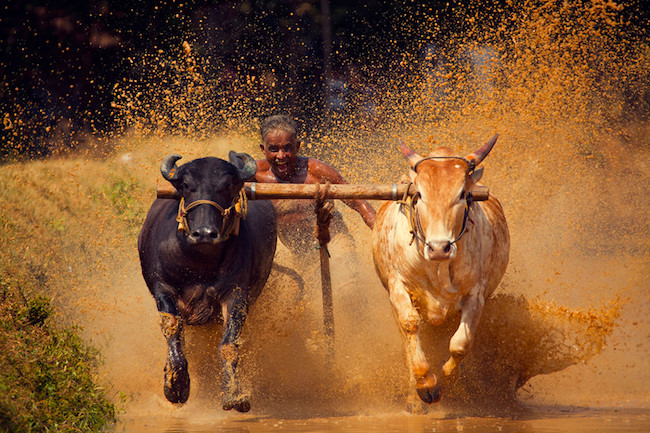 Reprise des courses de chars à bœufs en Birmanie