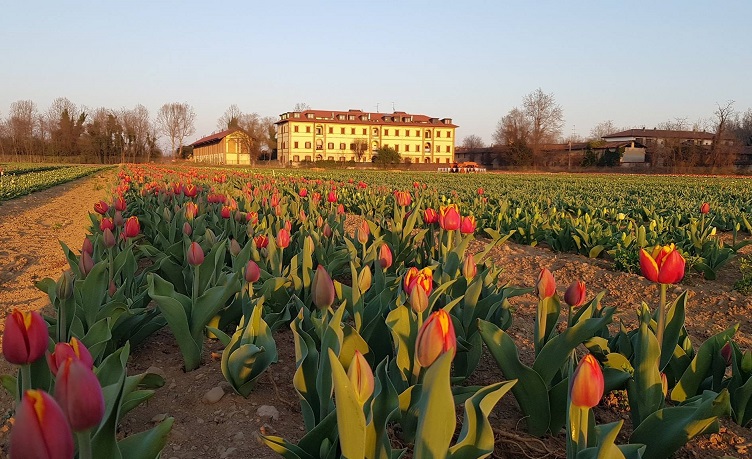 Tulipani