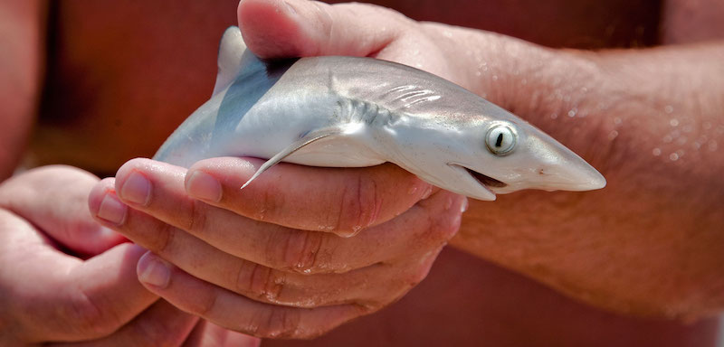 Dubai-EAU-L’Atlantis-The-Palm-relâche-15-bébés-requins-dans-l’océan