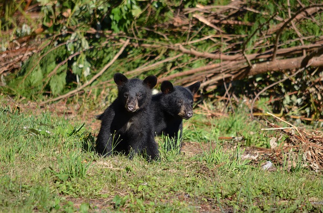 www.maxpixel.net-Black-Bear-Cubs-Wildlife-Bears-Bear-Animal-Young-2848515