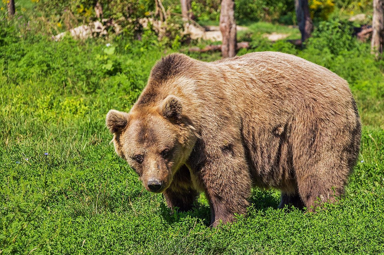 ours brun chasse autorisée roumanie