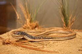 serpent lezard apode