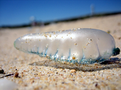 Bluebottle Jellyfish meduse bleue