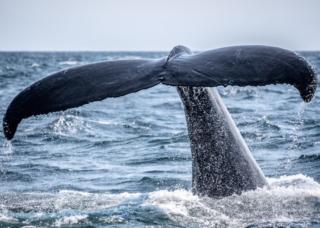 baleine victoria saison