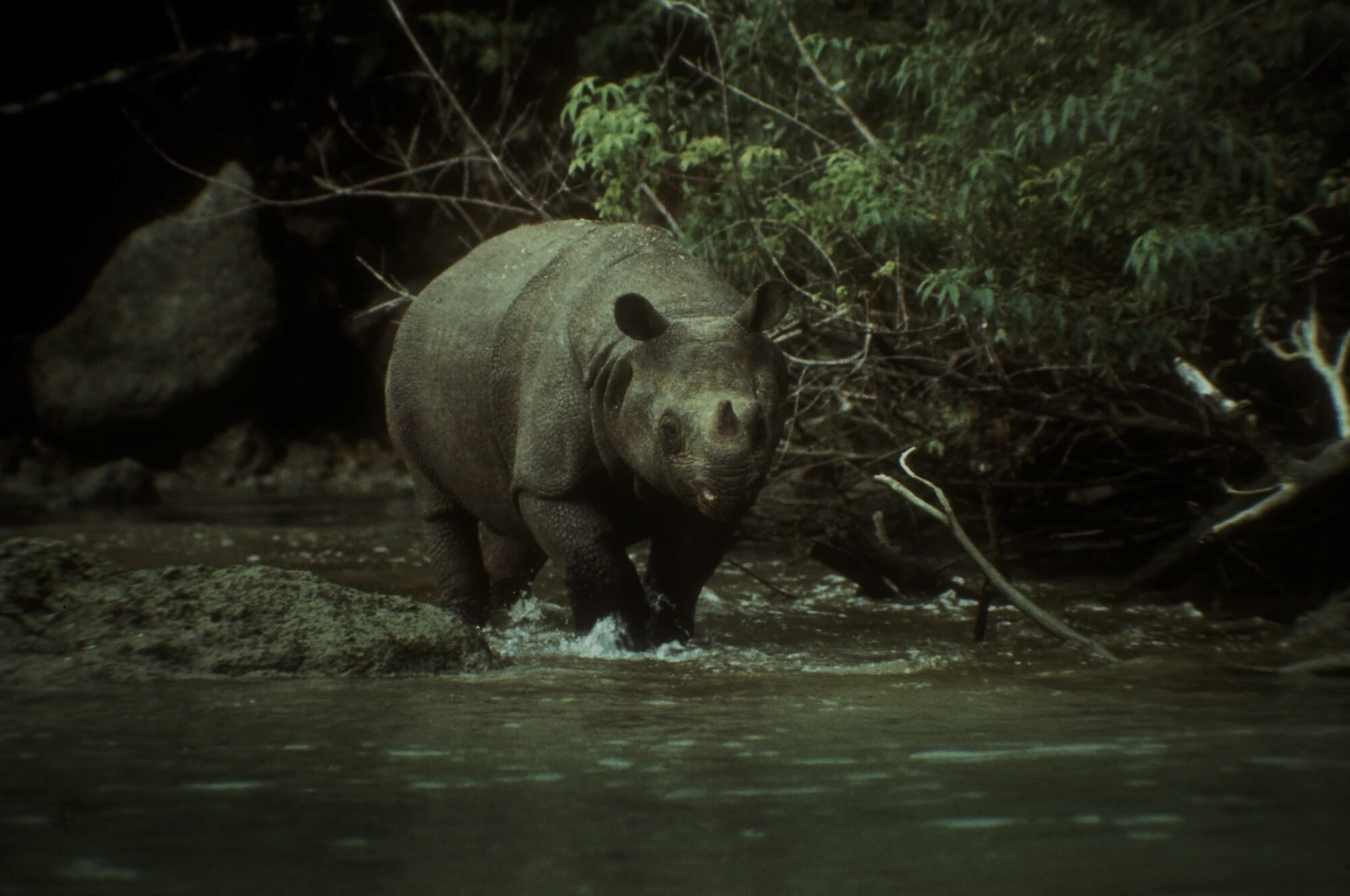 Deux nouvelles naissances de rhinocéros au parc de Ujung Kulon