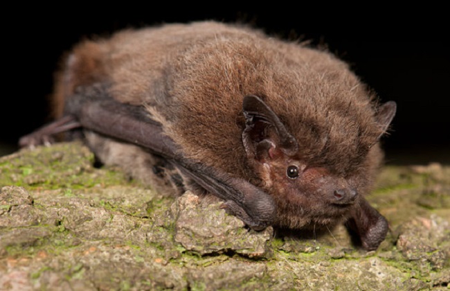 chauve souris impot Birmanie