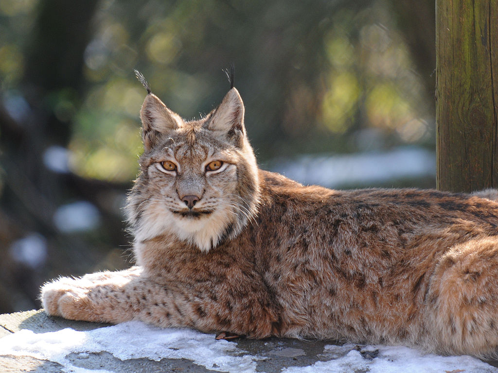 programme  lynx Roumanie  montagnes Făgăraș