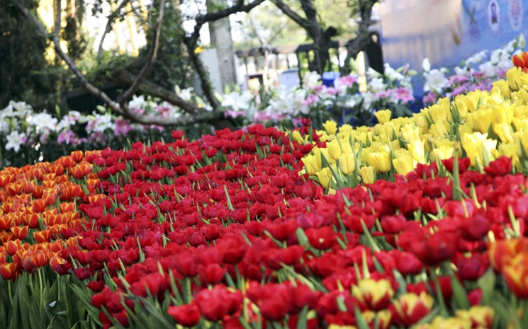 festival fleurs chiang mai