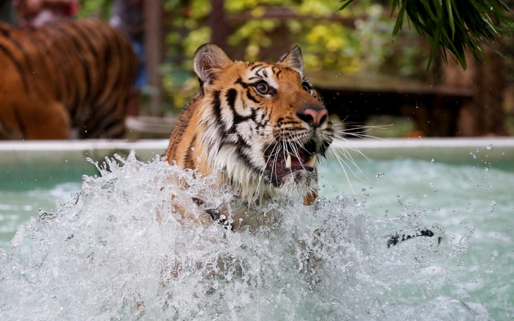 Un tigre du zoo de Chiang Mai se raffraichit dans une piscine durant les grandes chaleurs