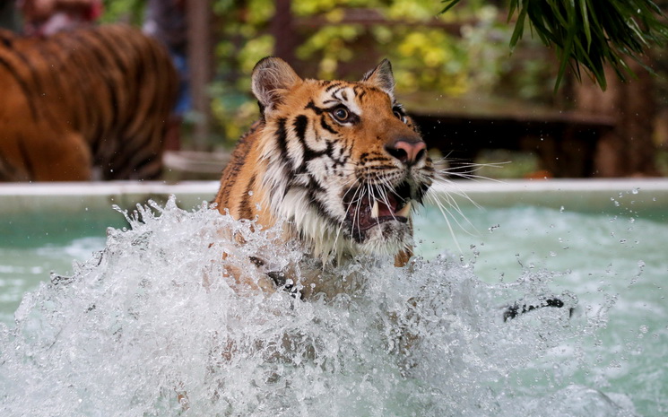 Un tigre du zoo de Chiang Mai se raffraichit dans une piscine durant les grandes chaleurs