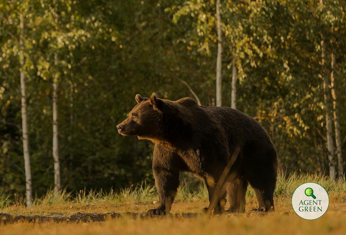 ours roumanie tué par prince d'Autriche