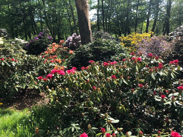 rhododendrons et azalées aux couleurs chatoyantes dans le jardin du musée de Nivå