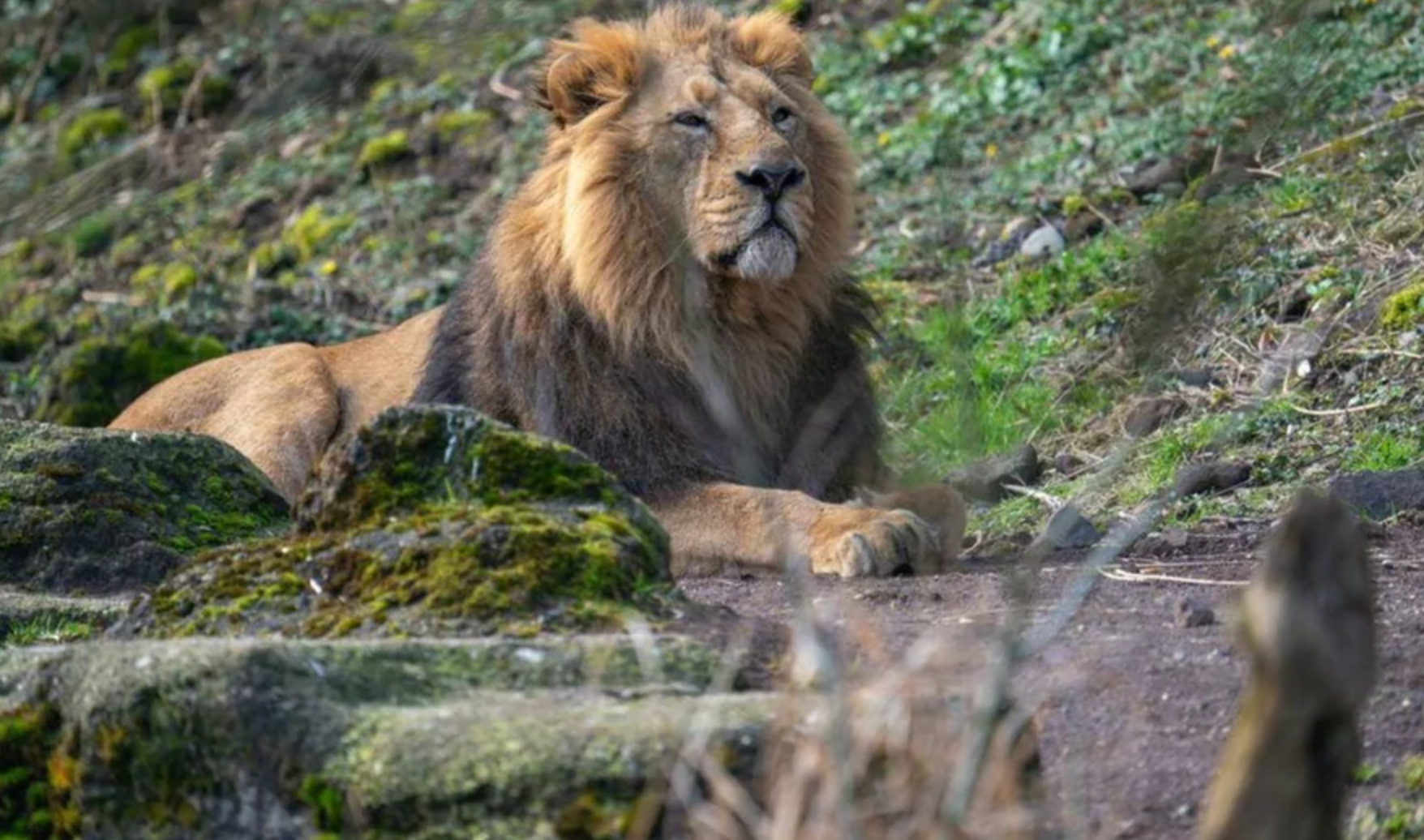 Zoo Zurich abrège souffrances lion Radja