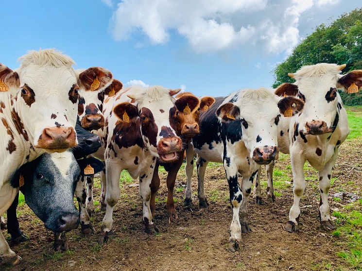 un troupeau de vaches