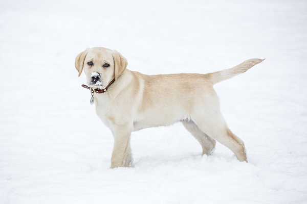 chien ski dubai