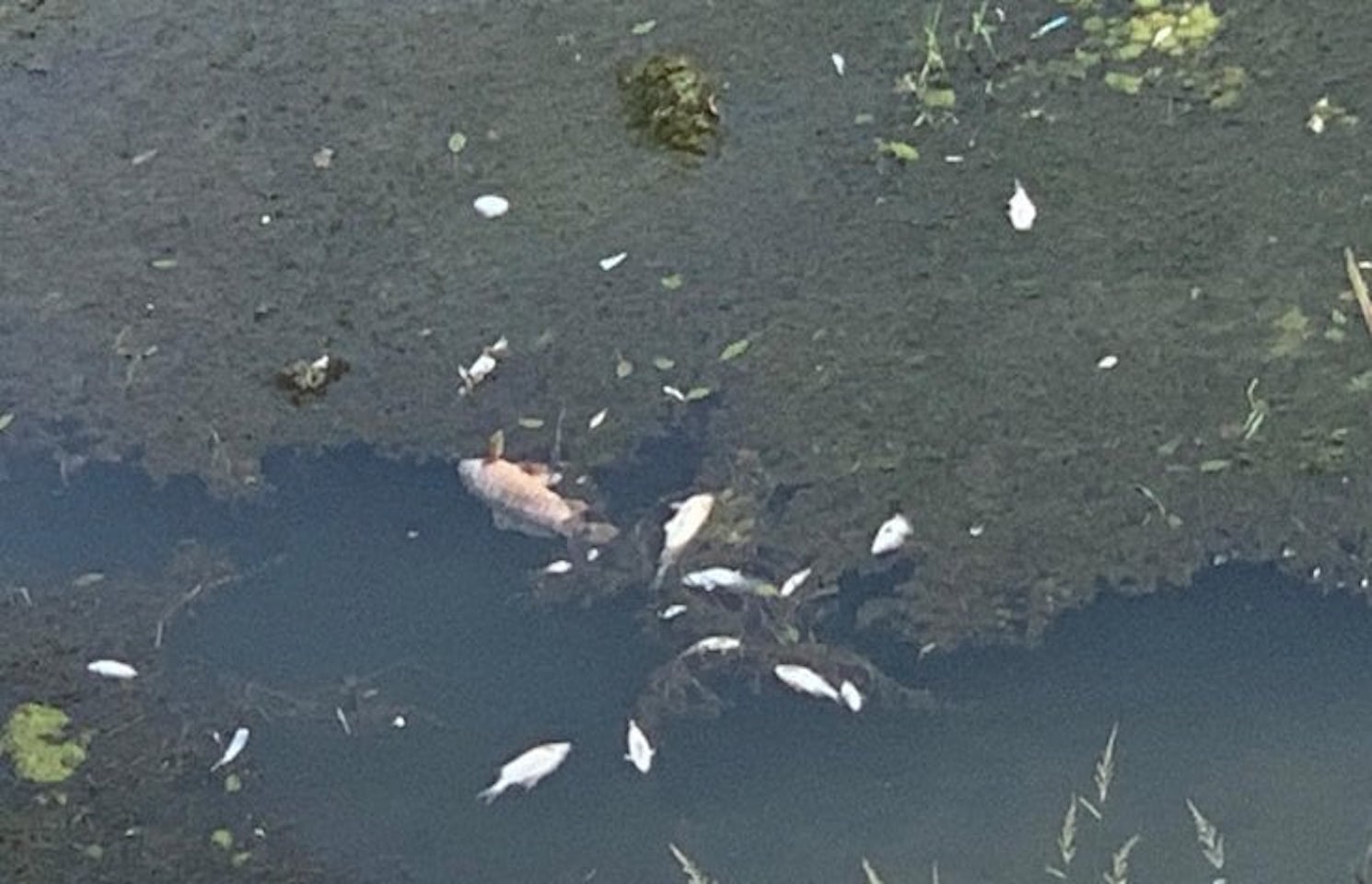 Poissons morts dans le fleuve du Tibre