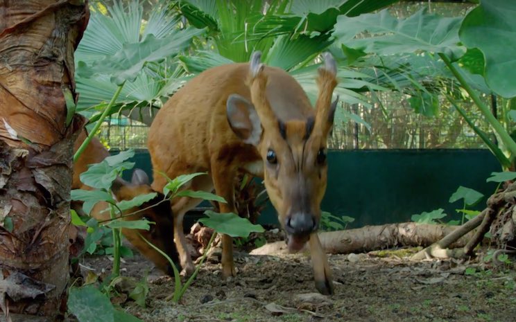 cerf aboyeur à Hong Kong