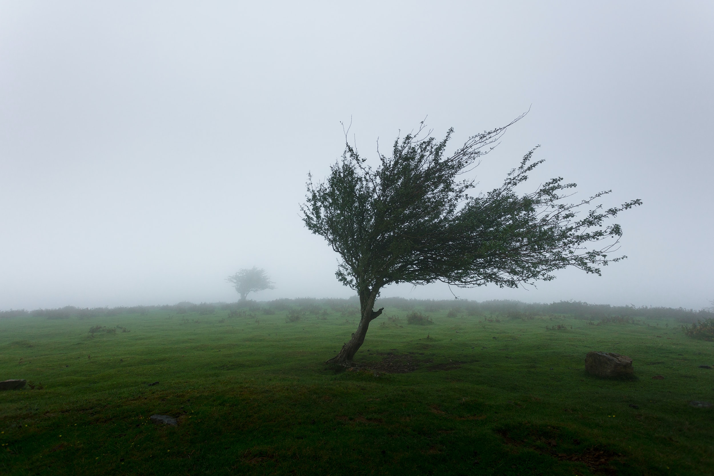 un arbre secoué par la tempête 