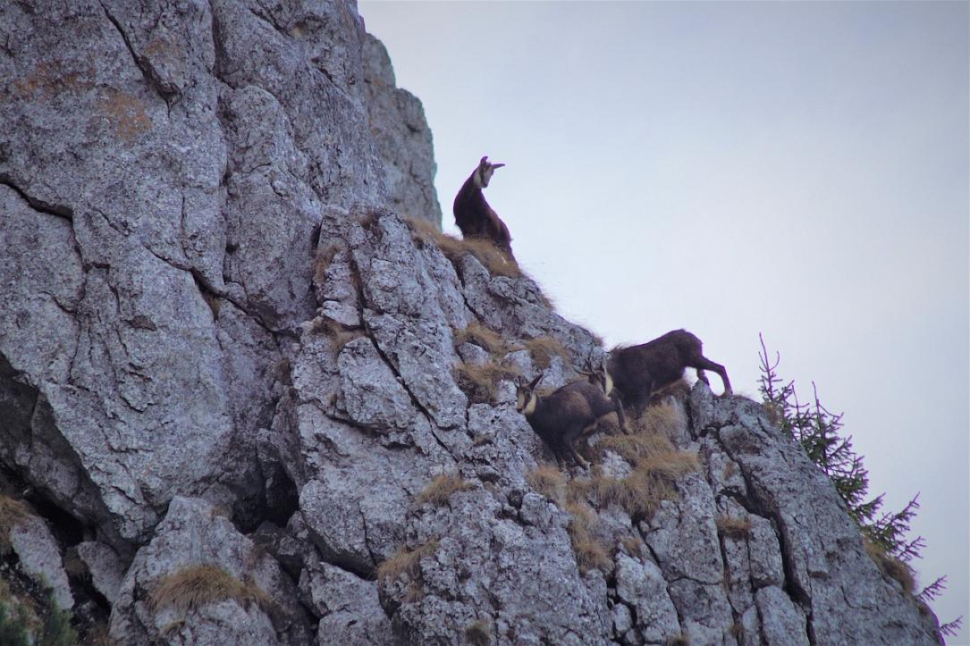 Des chamois à flan de montagne