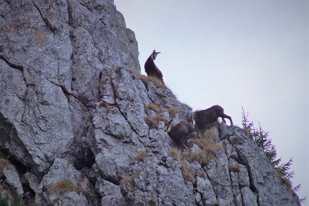 Des chamois à flan de montagne