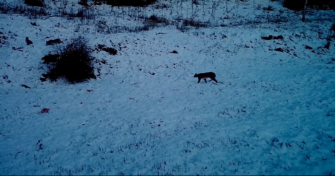 vidéo femelle lynx nature roumanie