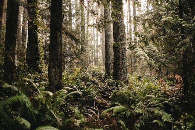 forêts vierges de Roumanie