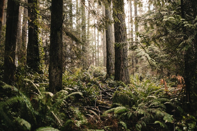 forêts vierges de Roumanie