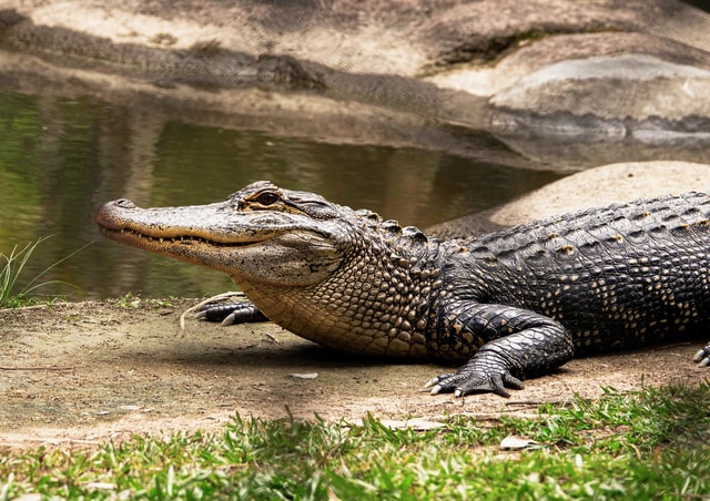 VIDÉO - Un alligator vole une balle en pleine partie de golf dans un Country Club