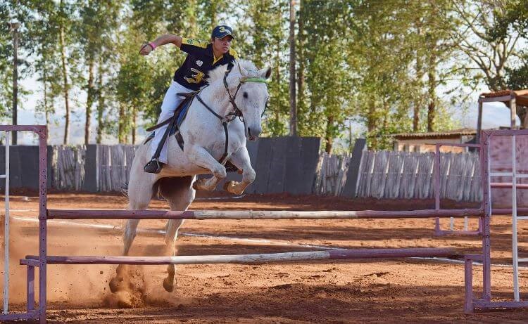 cheval en saut d'obstacle