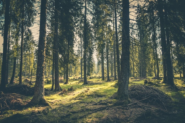 100 millions d'euros aides État roumain soutenir régénération forêts