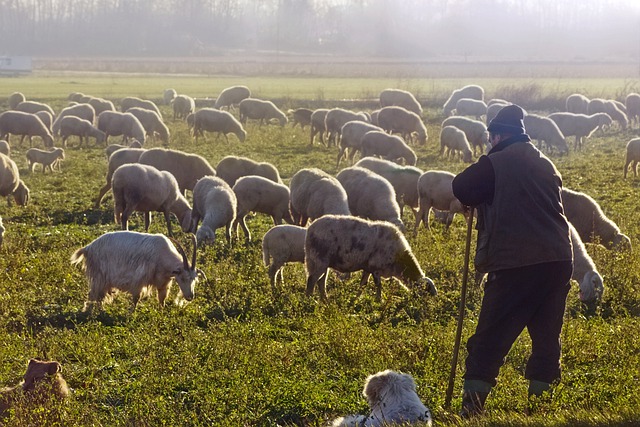 Des agriculteurs font venir des Bangladais face à la pénurie de bergers en Roumanie