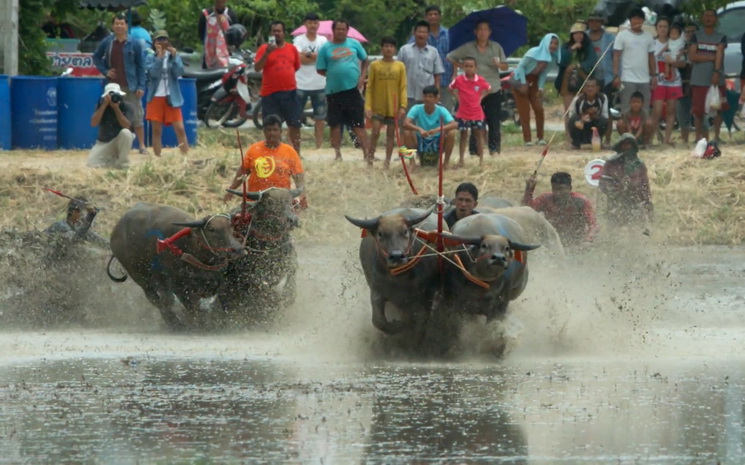 Course-Buffle-Thailande-Prasit Chansareekorn