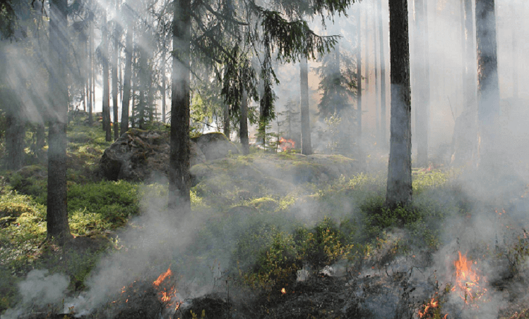 feu de forêt(1)