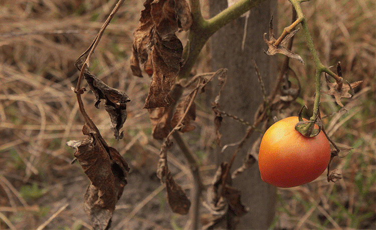 sécheresse plant de tomate