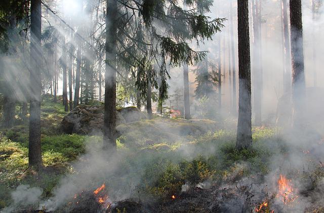 feu volontaire forêt maramures roumanie enquête