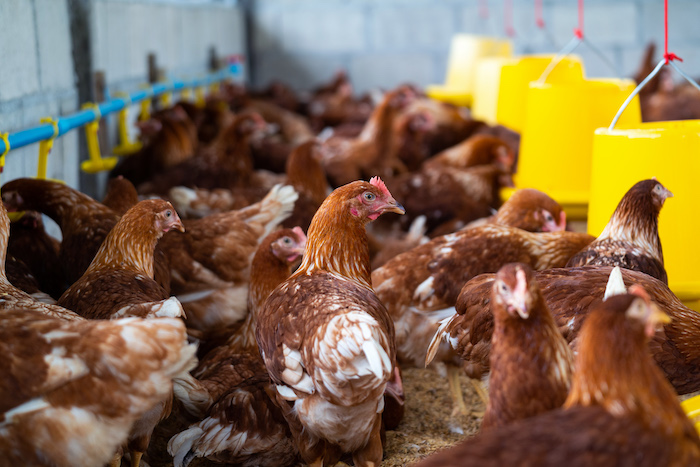 des poulets entassés dans une ferme avicole