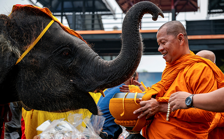 éléphants Thaïlande