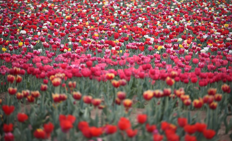 champ de tulipes