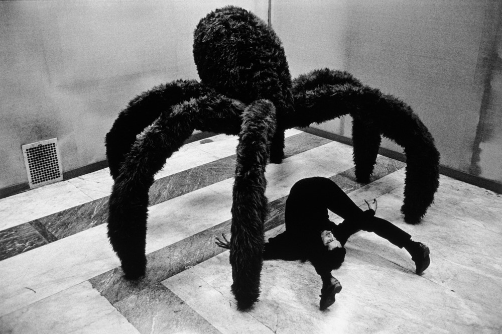 photographie grosse araignée