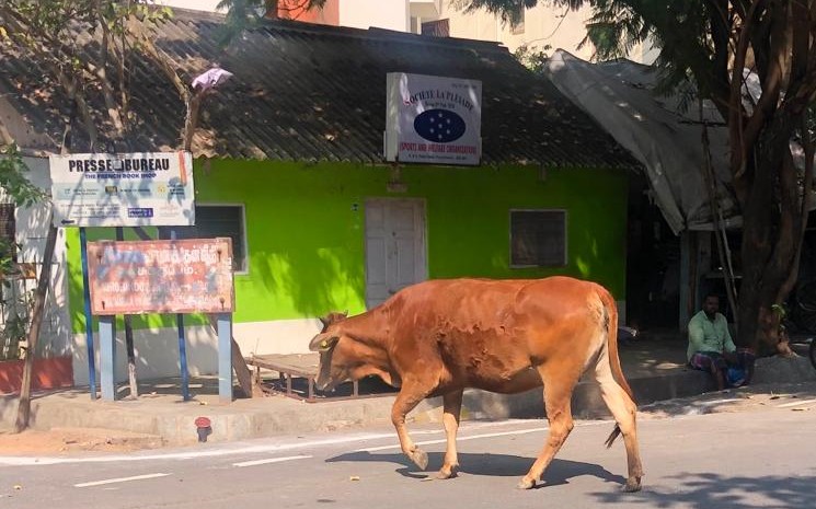 Une vache dans la rue à Pondichéry